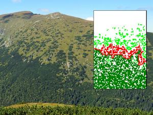 An upper limit of dwarf mountain pine (Pinus mugo) in the Low Tatra mountains, Slovakia.