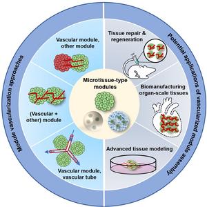 Module vascularization approaches and applications of vascularized module assembly