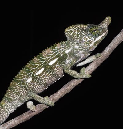 Newly described chameleon from Madagascar may be world's smallest