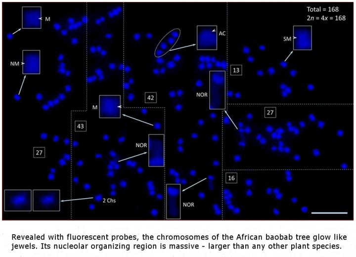 African baobab tree's root tip chromosome spread