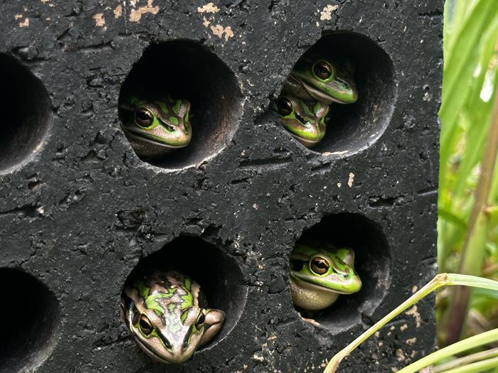 Frogs