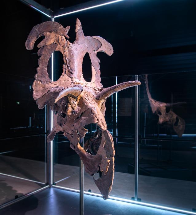 Lokiceratops reconstructed skull