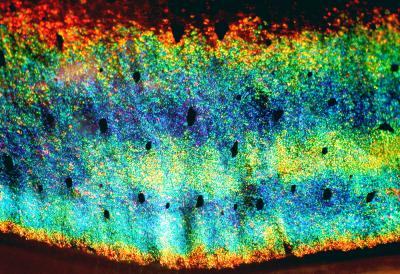 Female-Specific Iridescent Stripes in the Skin of the Common Market Squid