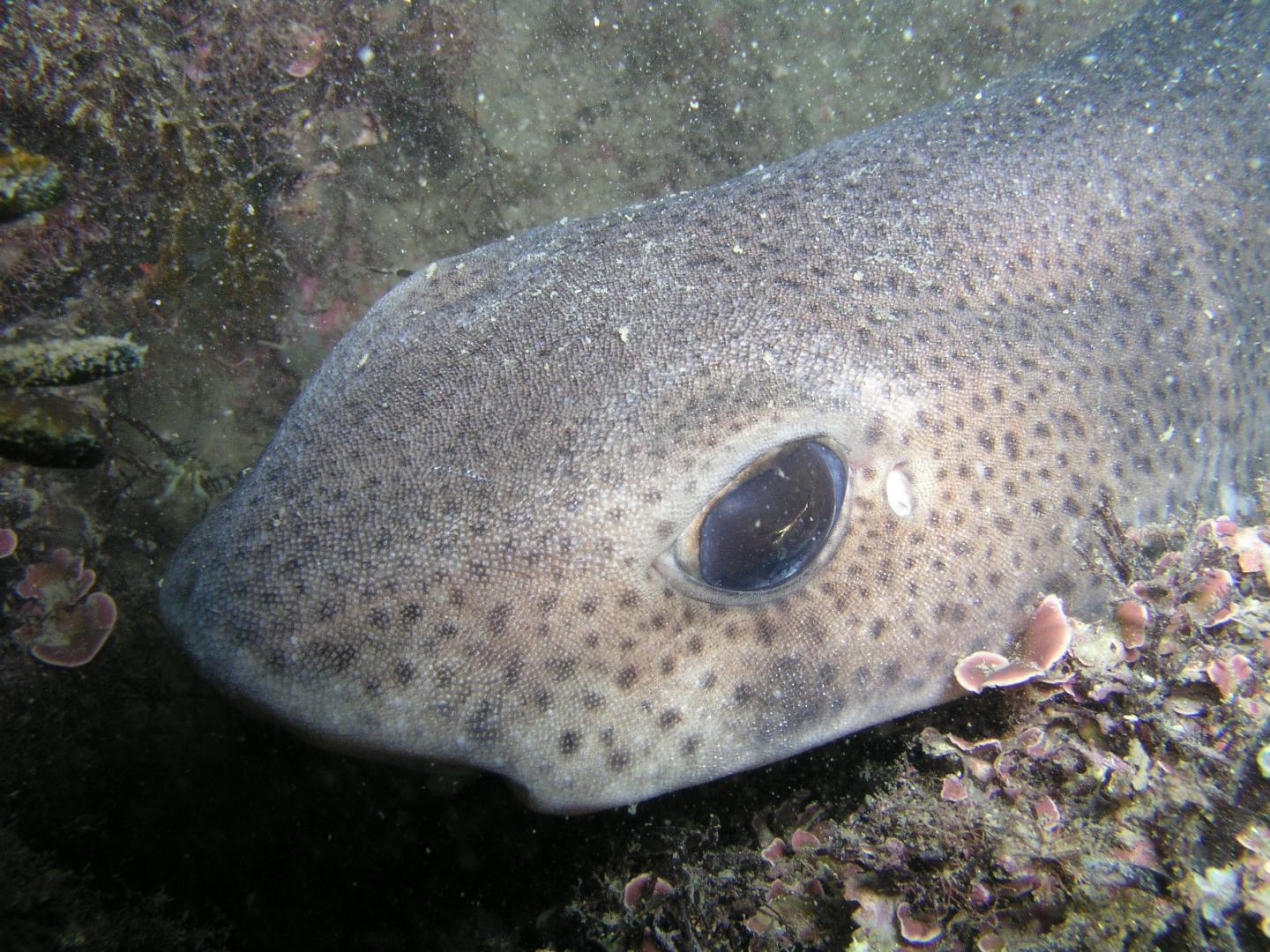 Catshark Daytime Resting