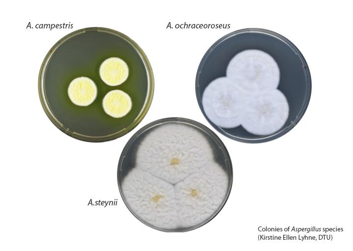 Colonies of Aspergillus Fungi
