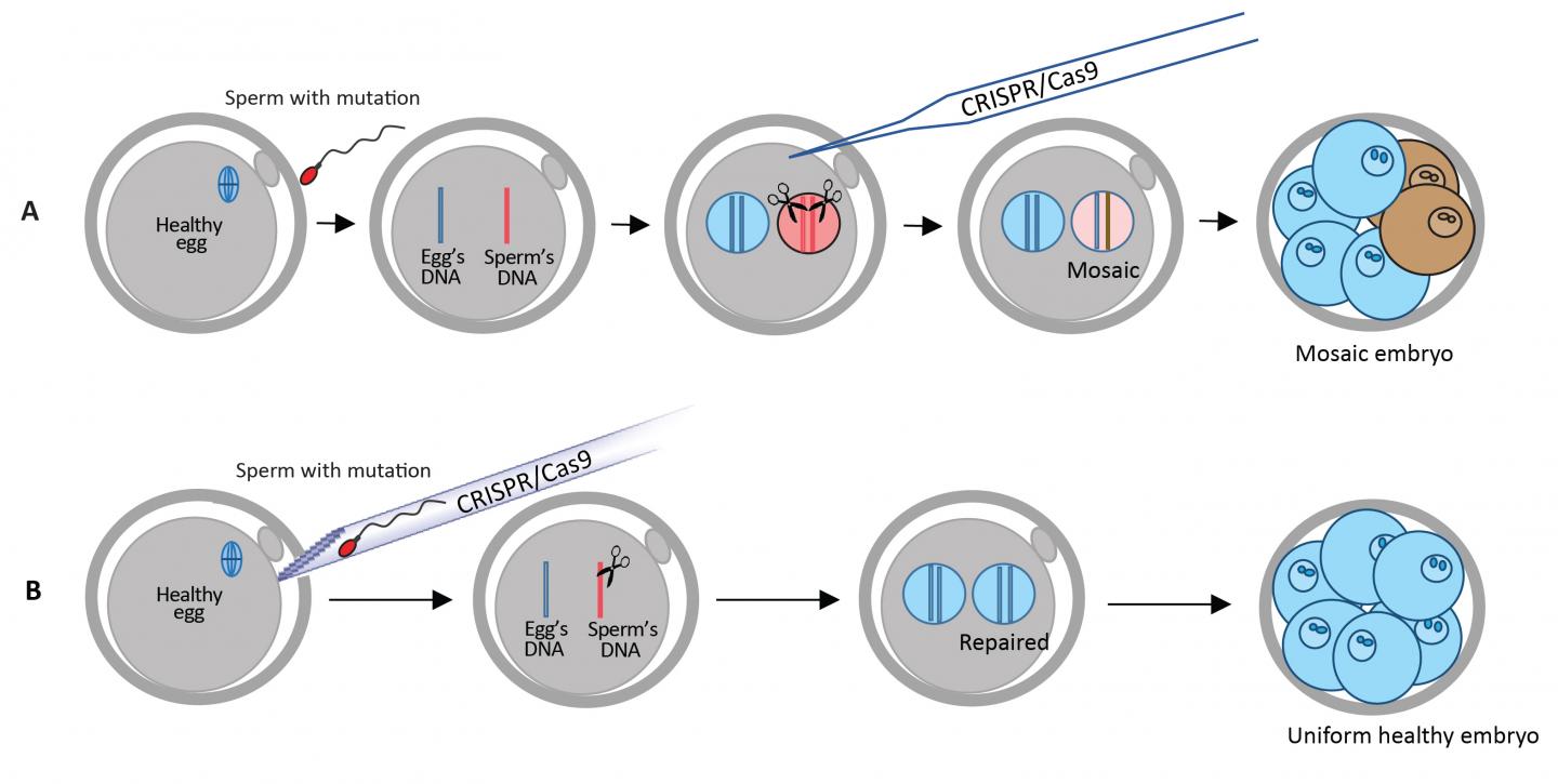 The Technique At A Glance Image Eurekalert Science News Releases