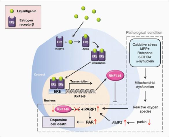 Mechanism of Inhibition of Dopamine Neuronal Cell Death by Liquiritigenin
