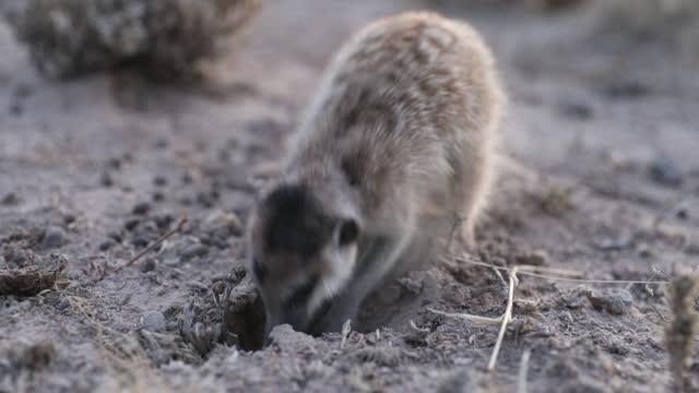 Meerkat