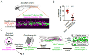 A novel endothelial lineage that majorly contributes to the vascular niche for HSPCs