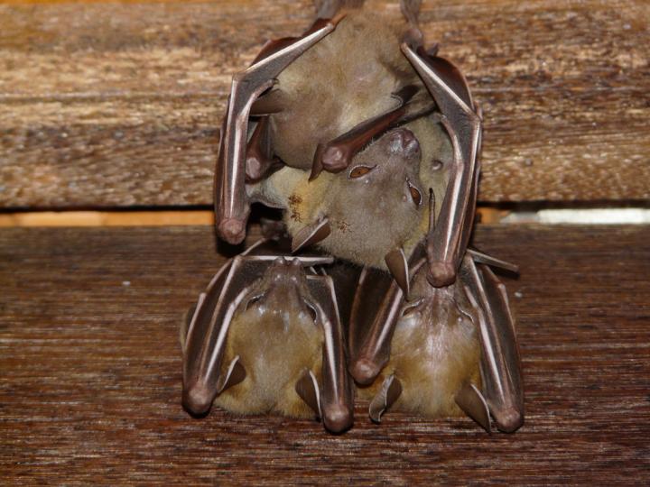 Photo of Cynopterus brachyotis, also Known as the Sunda Fruit Bat, Common Tropical Fruit Bat Species