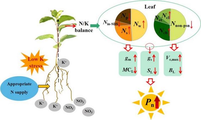 A hypothetical model for regulating photosynthesis of apple rootstock leaves by N/K balance.