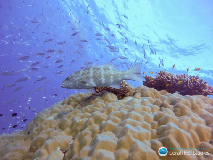 Poaching on the GBR Not as Common as Was Once Thought
