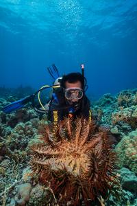 Crown-of-Thorns Starfish in Chuuk, Micronesia