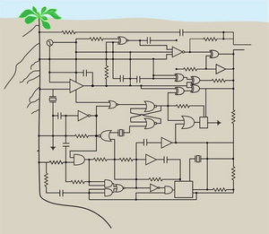 Synthetic Genetic Circuits Reprogram Plant Roots