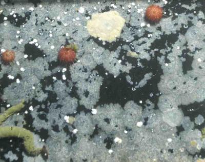 Antarctic Species Dwindle as Icebergs Batter Shores Year-Round (3 of 3)