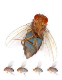 Flies with Blue Bellies
