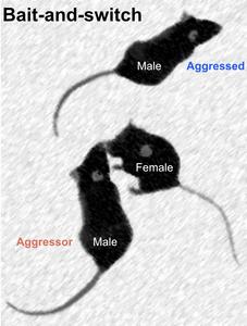 Male mice use female mice to distract aggressors and avoid conflict