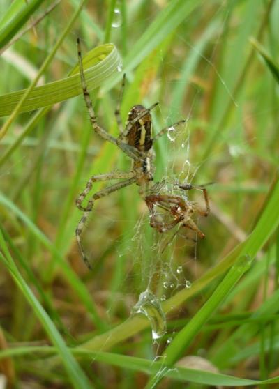 Orb web spider (2 of 2)