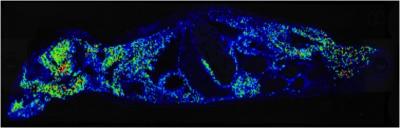 Whole-Animal Imaging Mass Spectometry