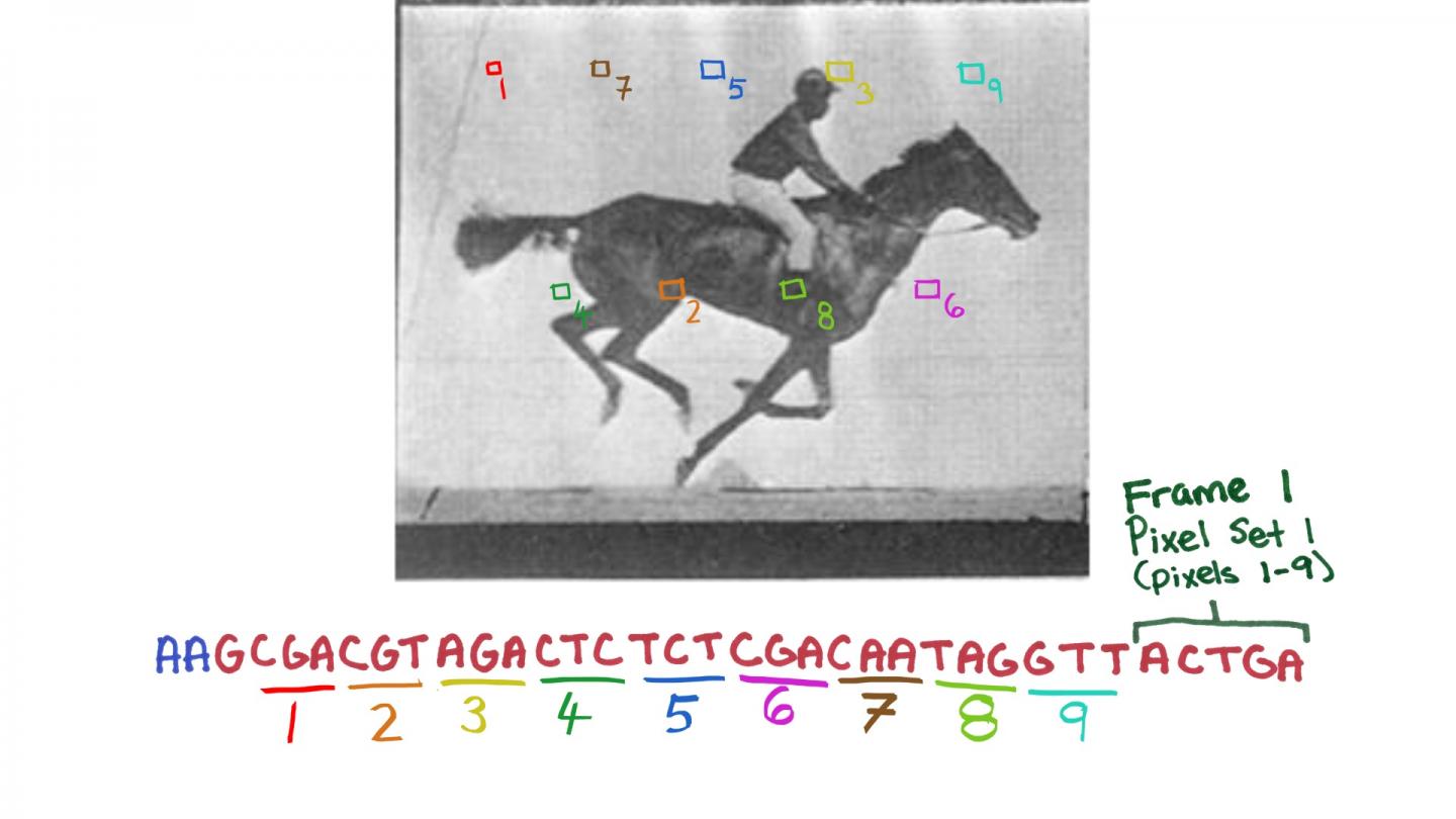 Recording Information Chronologically in Bacteria