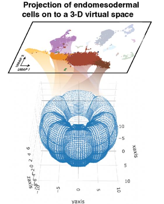 3D expression atlas of developing sea anemone