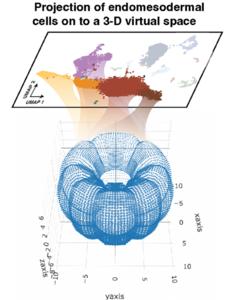 3D expression atlas of developing sea anemone