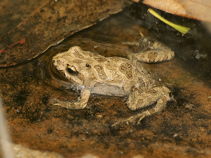 Common Eastern Froglet