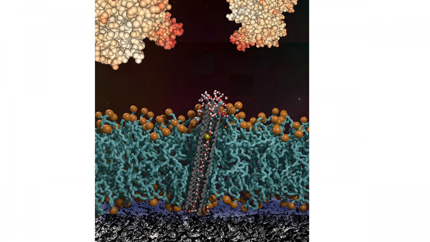 Cross section of a lipid bilayer with a carbon nanotube pore on bioelectronic device