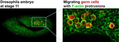 Migrating germ cells in a fruit fly embryo