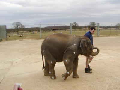 Monitoring Elephant Movement