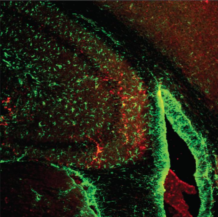 Protein Enhances Memory