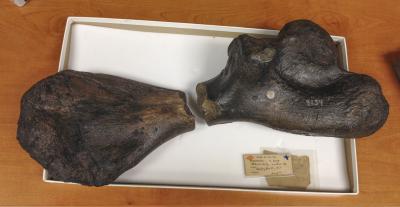 Reunited: 2 Halves of the <i>Atlantochelys mortoni</i> Humerus