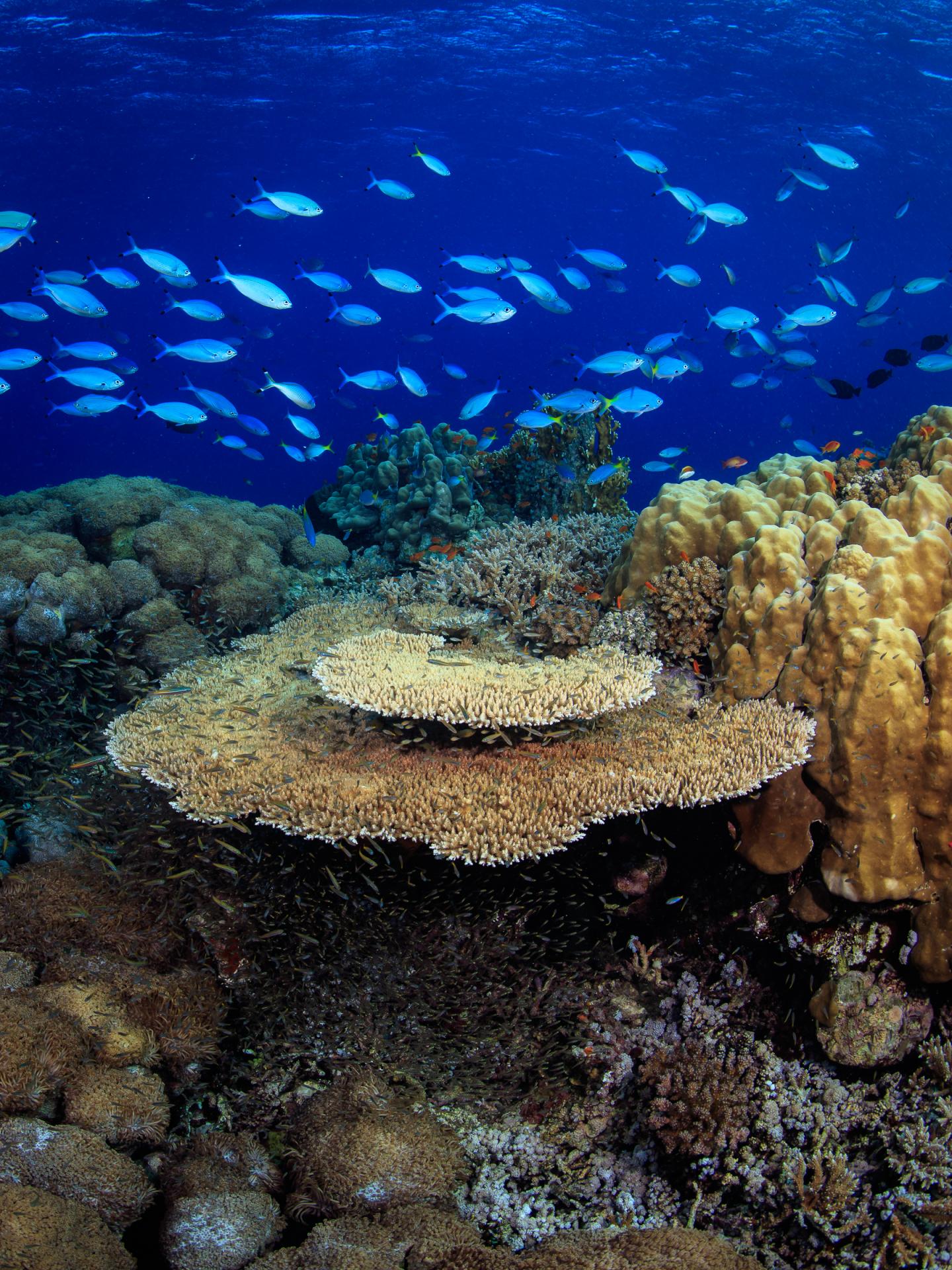 Coral, Sudan (2 of 2)