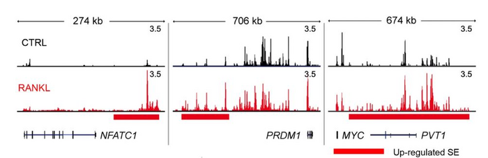 Representative tracks of H3K27ac ChIP-seq at NFATc1, PRDM1, and MYC loci under the indicated conditions.