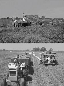 Application of fs8.1 has facilitated mechanical harvesting of processing tomatoes