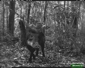 White-lipped peccary.