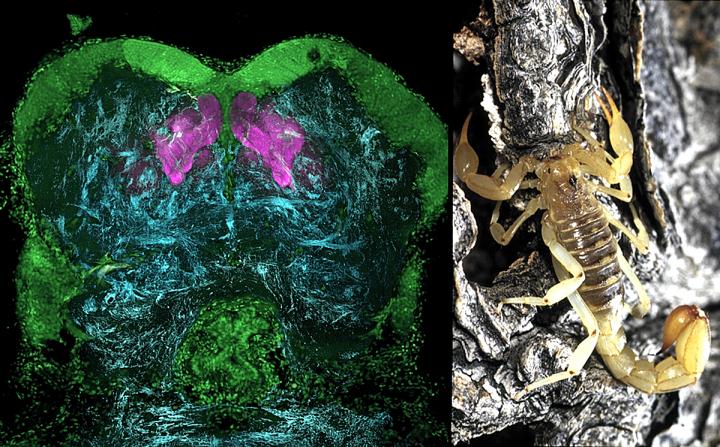 Mushroom Bodies in a Scorpion's Brain