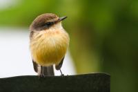 A Young Gal&aacute;pagos Vermilion Flycatcher on Isabela Island
