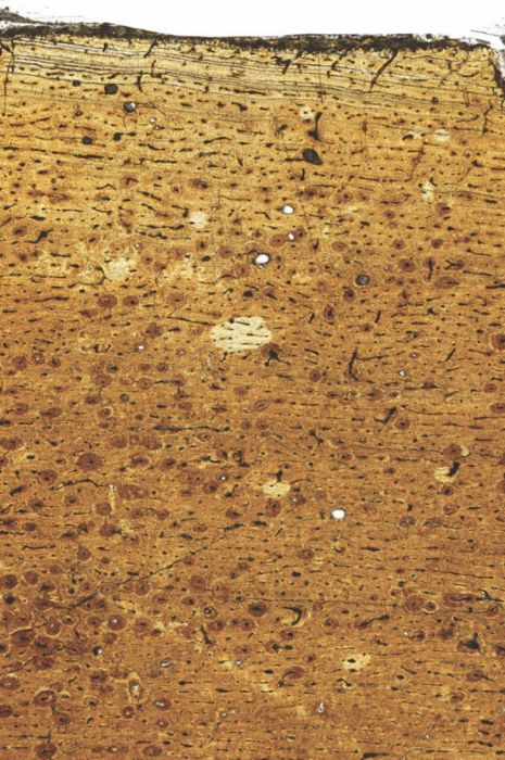 Science paper non-avialan theropod dinosaurs 4