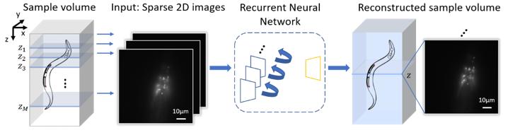 Figure | The recurrent neural network-based 3D fluorescence image reconstruction framework