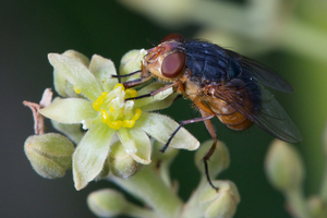 A blowfly visits an avocado flower.