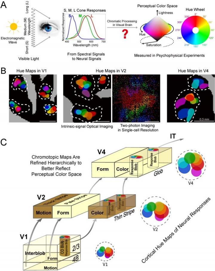 Schematics of Color Space, the Ventral Visual Stream, and Visual Stimulus Sets