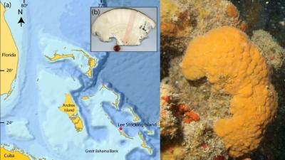 600-year-old marine sponge holds centuries old climate records