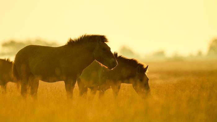 Przewalski’s horses