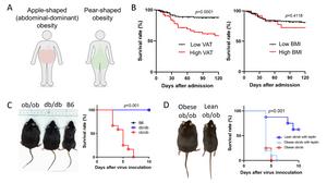 Abdominal-dominant obesity was associated with worse outcomes under SARS-CoV-2 infection