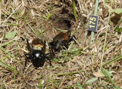 Pair of Field Crickets
