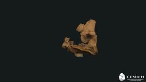 3D virtual reconstruction of the ATE7-1 individual recovered at level TE7 of the Sima del Elefante site (Atapuerca, Burgos).