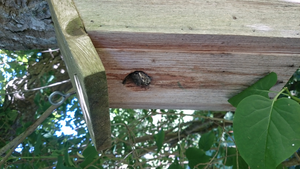 Baby flycatcher