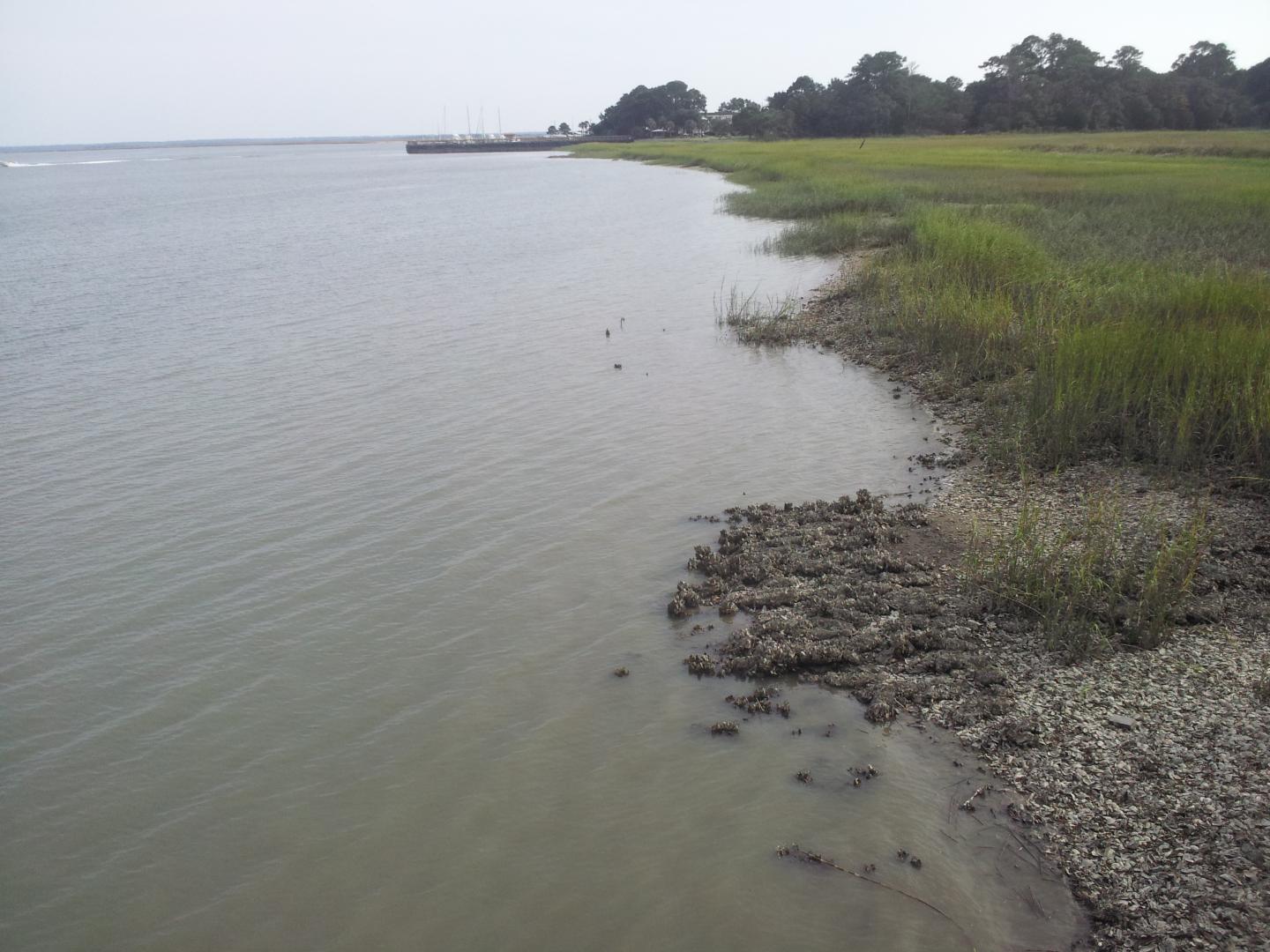 An Oyster Reef Where Crabs Were Sampled