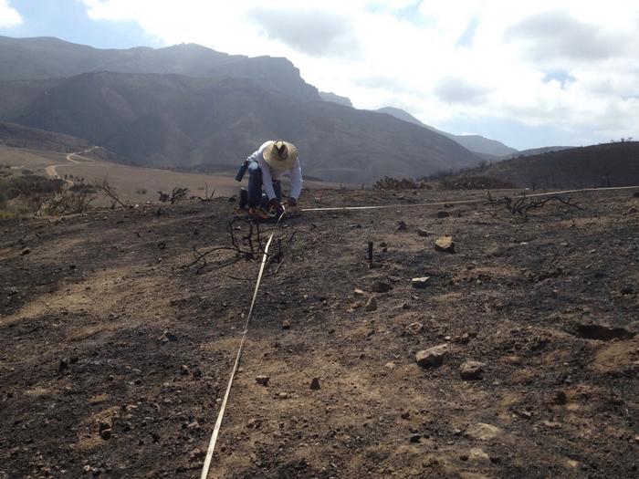 Researcher lays plot after wildfire to study native plant resurgence